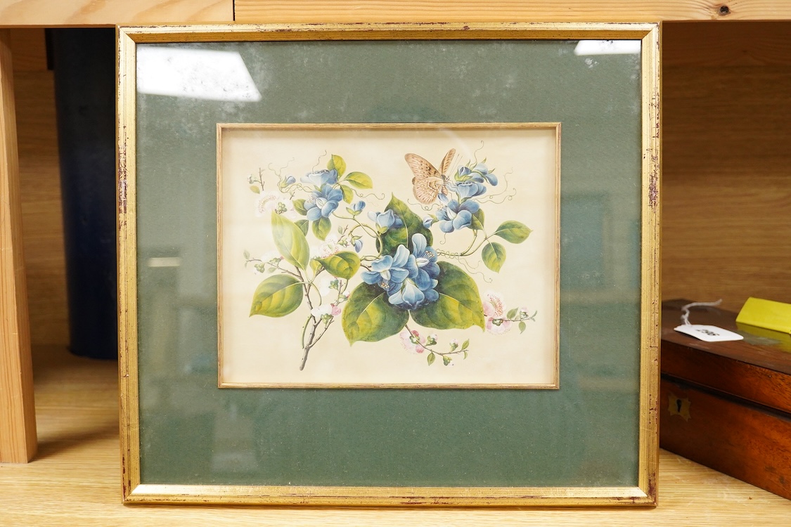 Chinese Export school, study of butterflies amongst flowering foliage, watercolour, 16 x 21cm